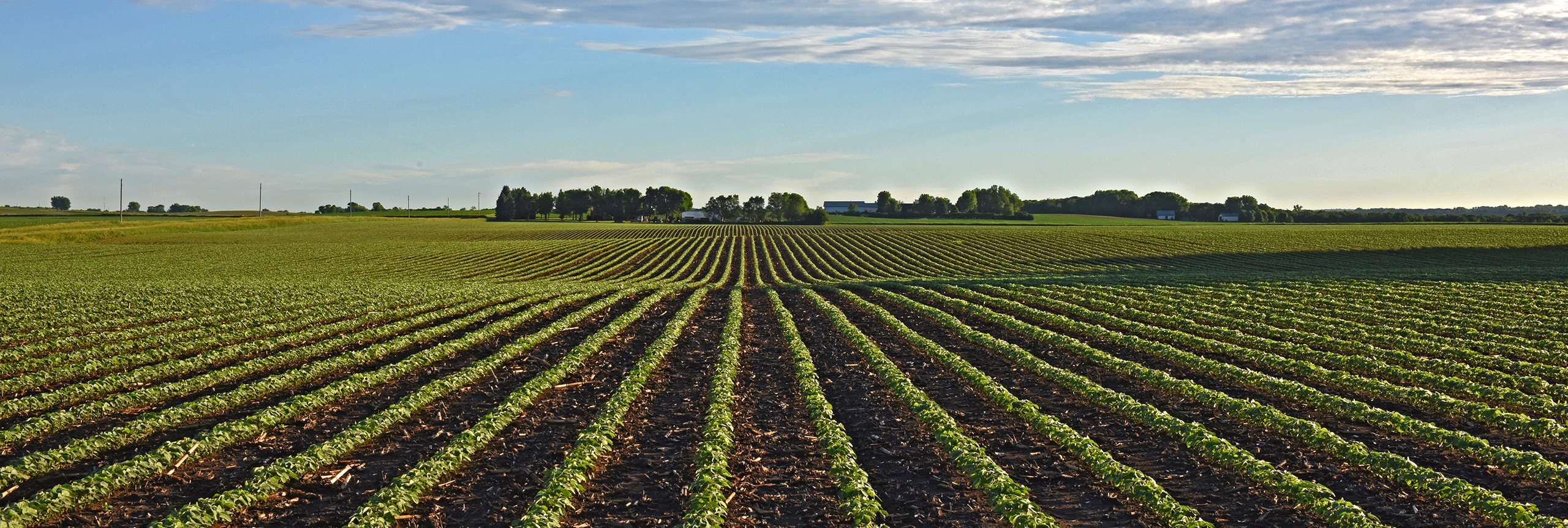 Field of young soybean plants