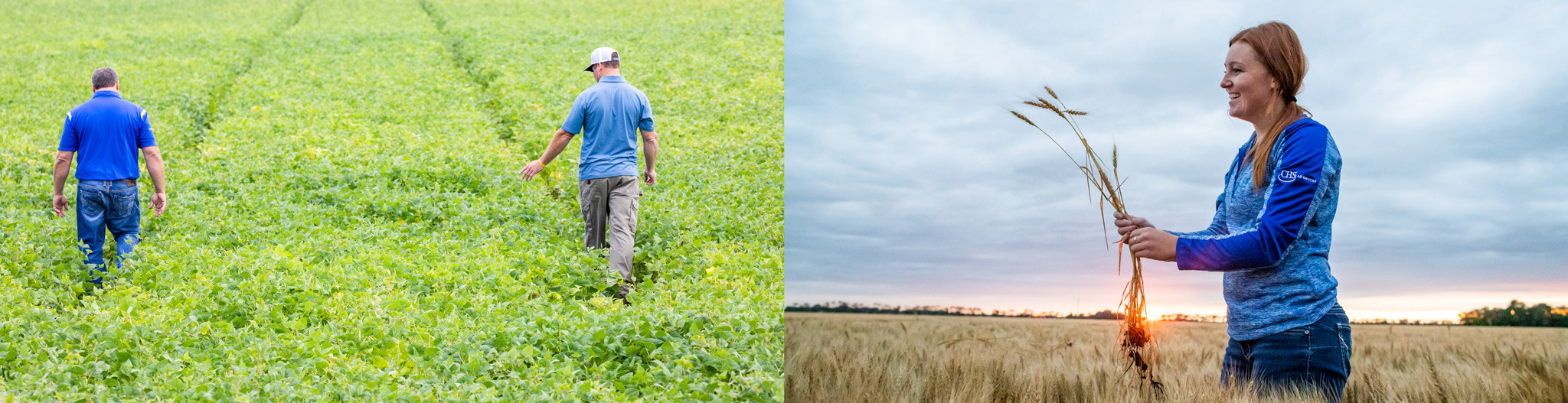 Split image of people walking in field looking at crops