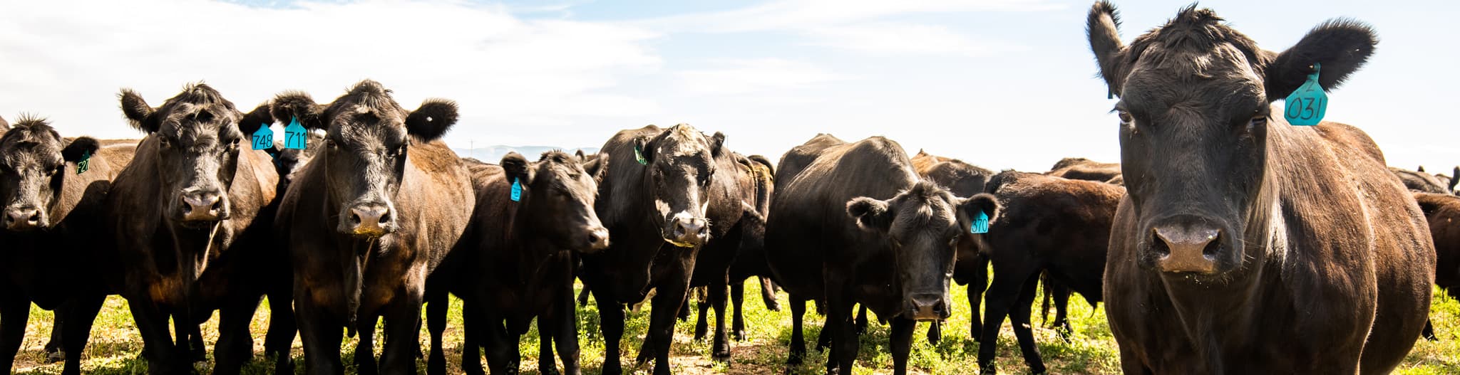 Herd of cattle standing in a pasture