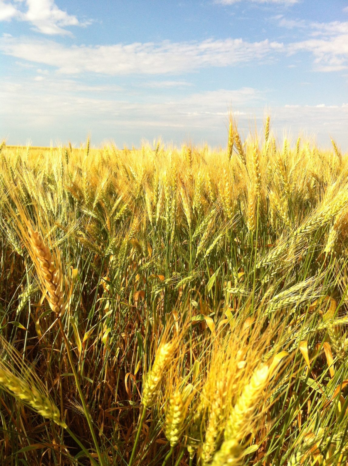 Wheat field