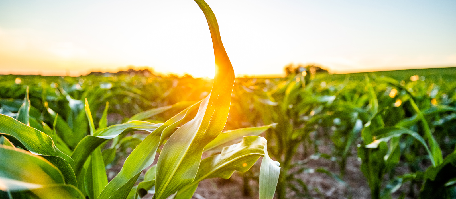 Corn field up close