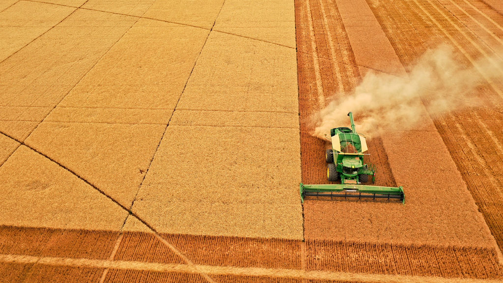 Wheat harvest