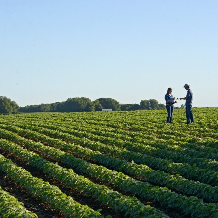 two agronomists in a field talking