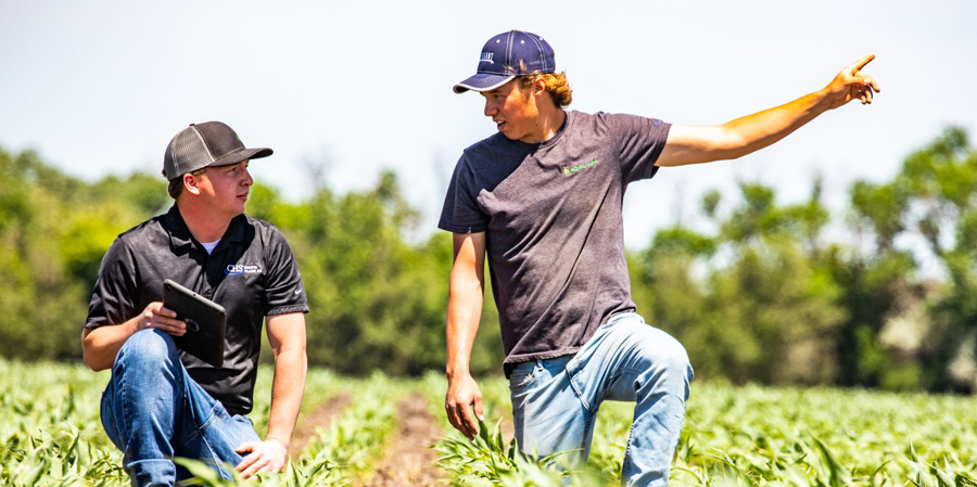 Two people looking at corn in a field