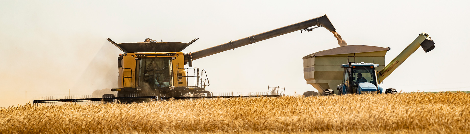 Combine and gravity box harvesting wheat