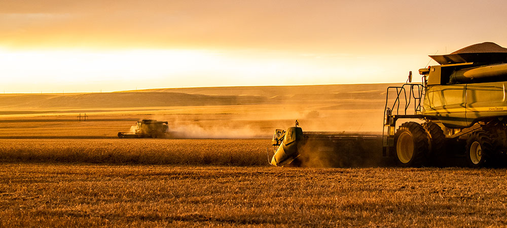 combine harvesting wheat
